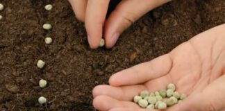 Експерти розповіли, як виростити горох на городі без мороки