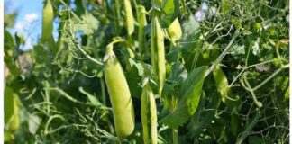 Що посадити на городі у вересні, щоб отримати багатий врожай 