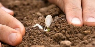 Садівники розповіли, як полегшити процес посадки рослин в городі