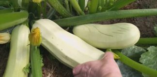 Експерти поділились 