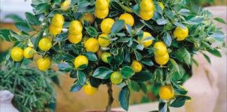 Які кімнатні рослини можна виростити вдома з кісточки