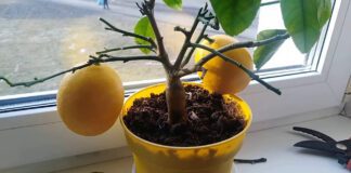 Господині розповіли, як лимон допомагає у прибиранні квартири