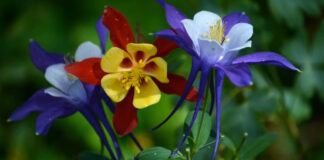 Садівники розповіли, які квіти можна посадити в липні