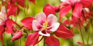 Садівники розповіли, які квіти можна посадити в липні