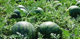 Як виростити на своїй дачі великі кавуни