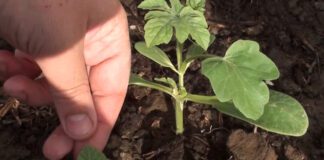 1 копійчана таблетка з аптеки і кремезну розсаду забезпечено