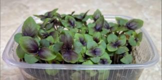 Як виростити розсаду базиліка вдома