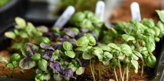 Як виростити розсаду базиліка вдома