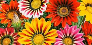 Як виростити вдома розсаду газанії