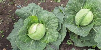Експерти назвали найродючіший сорт капусти у 2024