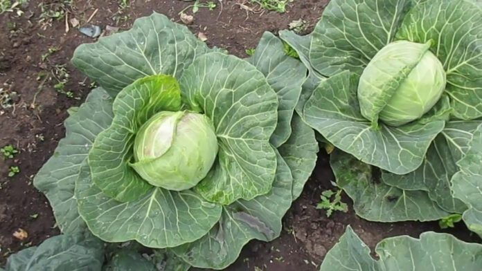 Експерти назвали найродючіший сорт капусти у 2024