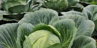 Як посіяти капусту