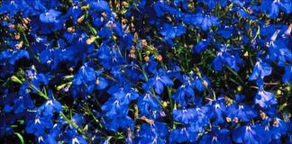 Садівники розповіли, які однорічні квіти варто сіяти в саду