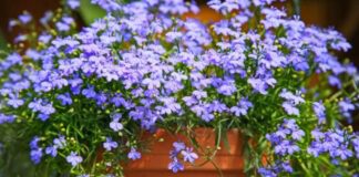 Як виростити розсаду лобелії