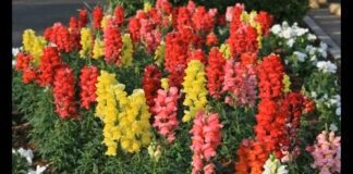 Експерти розповіли про невибагливі квіти для саду