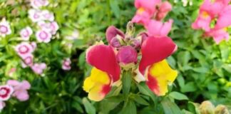 Як посіяти ротики