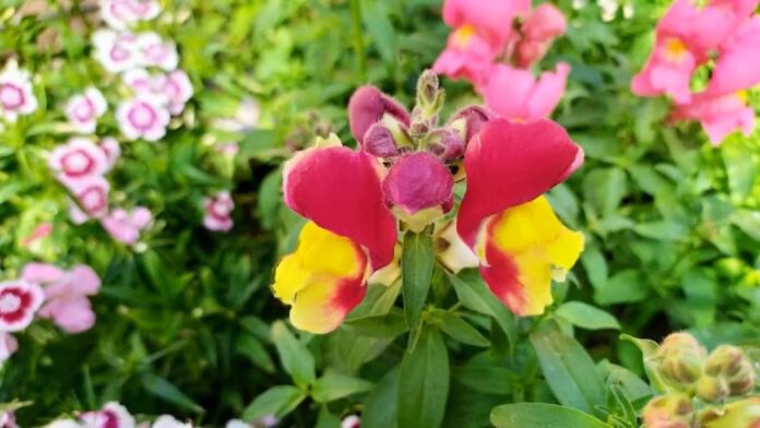 Як посіяти ротики Як посіяти ротики