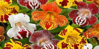 Як посіяти мімулюс