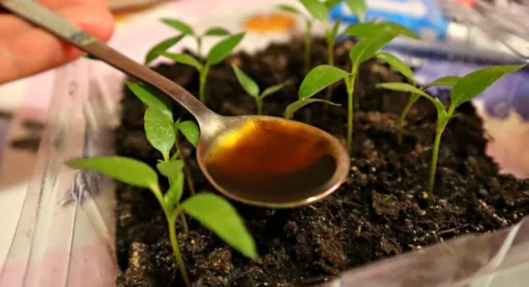 Підживлюю цим копійчаним добривом все на своєму городі і маю врожай аж до осені: просто та ефективно 