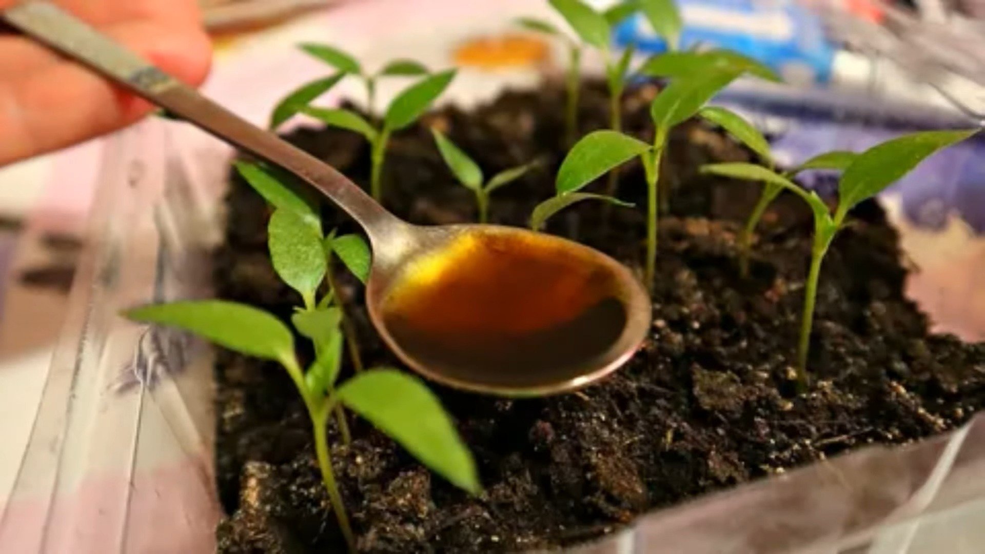 Як виростити розсаду перцю в домашніх умовах