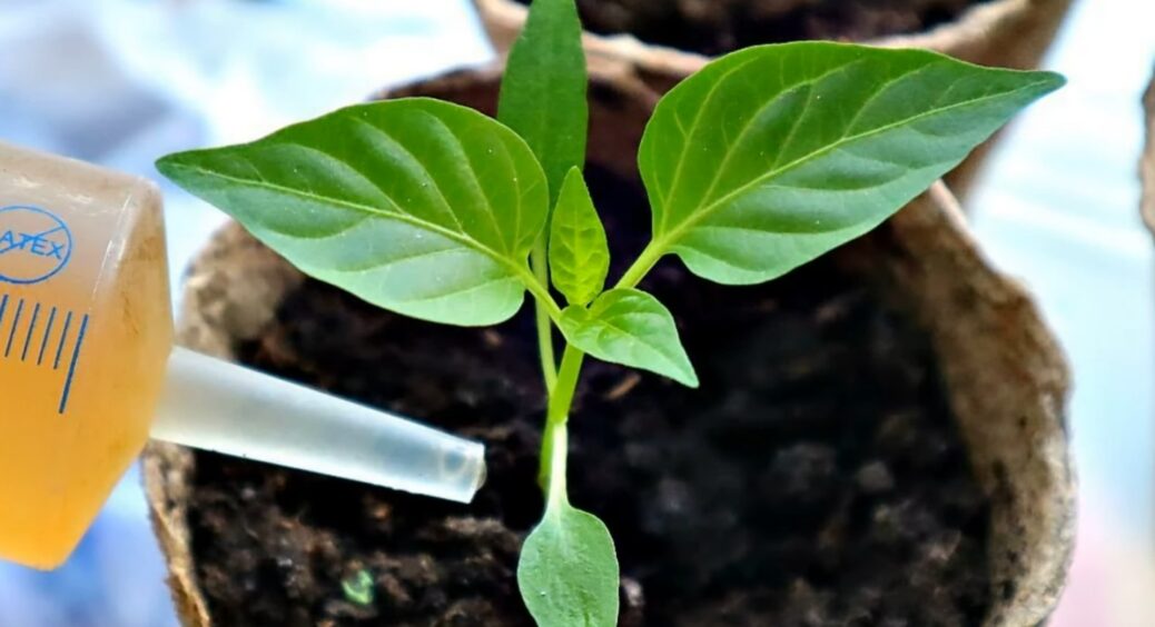 Дайте помідорам, перцю і огіркам цю підкормку і навіть чахла розсада до ранку оживе: сусіди очам не повірять 