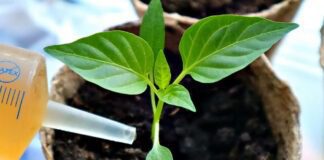 Що робити для потужного росту розсаду