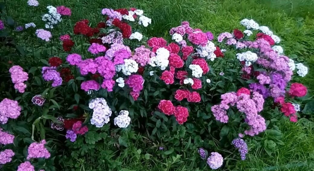 Липень – не запізно: сію 5 видів квітів просто в суху землю, а навесні маю квітник, як у Гертруди Джекілл 