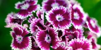 Експерти назвали найкращі сорти гвоздик для саду чи дачі