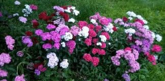 Експерти розповіли, які квіти можна сіяти у липні