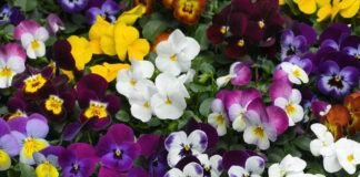 Експерти розповіли, як правильно вирощувати віолу