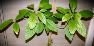 Експерти розповіли про правила вирощування рослин з кісточки