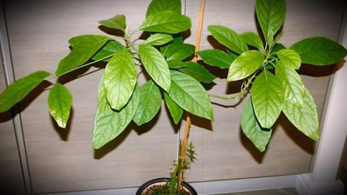 Експерти розповіли про правила вирощування рослин з кісточки