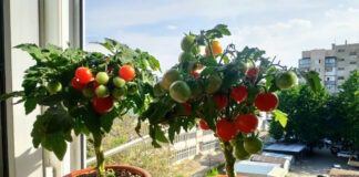 Як виростити помідори прямо на підвіконні