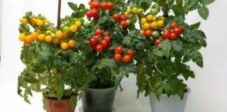 Як виростити помідори прямо на підвіконні