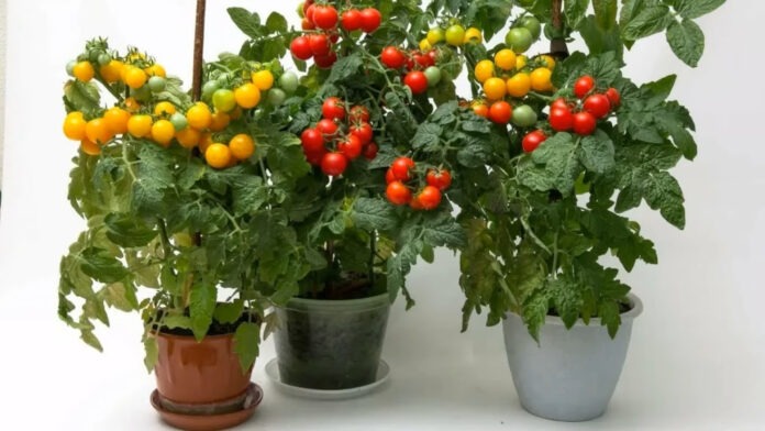 Як виростити помідори прямо на підвіконні