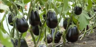 Як виростити розсаду баклажанів вдома