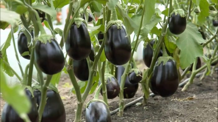 Городники розповіли, чому баклажани виростають тонкі та скручені 