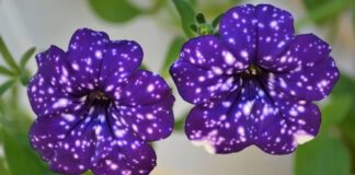 Експерти розповіли, які квіти потрібно сіяти вже у грудні