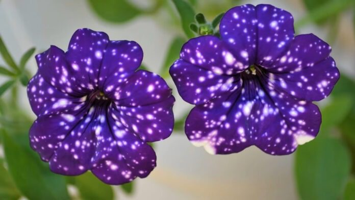 Експерти розповіли, які квіти потрібно сіяти вже у грудні