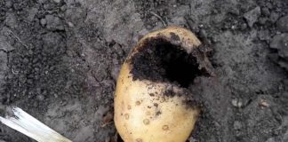 Як вивести ведмедку з городу