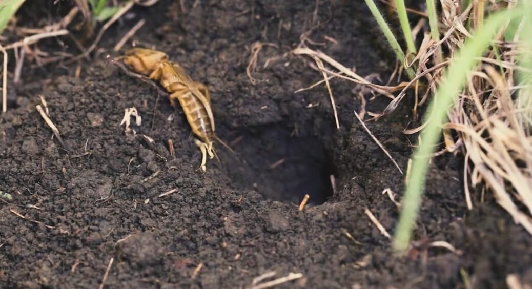 Як раз і назавжди вивести ведмедку з городу без хімії і зайвої мороки: нарешті вигнала “непроханих гостей” 