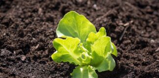 Городник розповів, як розпушити ґрунт без сидератів