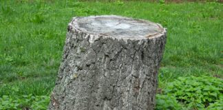 Як ефективно та швидко усунути пеньки з ділянки 