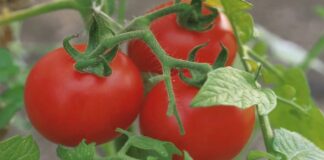 Городник розповів, коли у травні не можна сіяти помідори