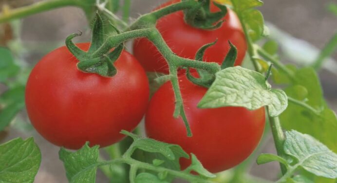 Бабуся більше не обприскує томати бором, особливо під час цвітіння: 3 факти, які і мене переконали 