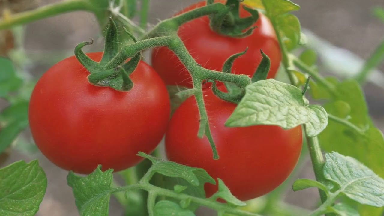 Рецепт простого добрива для томатів 