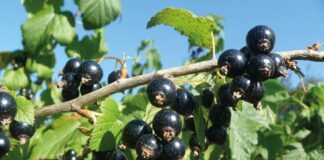 Поради садівника: як виростити смородину без зайвих зусиль 