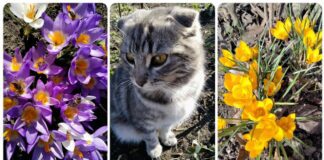 Експерти назвали, які квіти потрібно висадити навесні