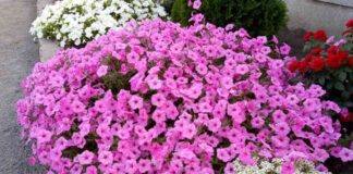 Садівники назвали невибагливі сорти квітів для клумби