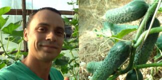 Городники розкрили секрет: як отримати великий врожай огірків